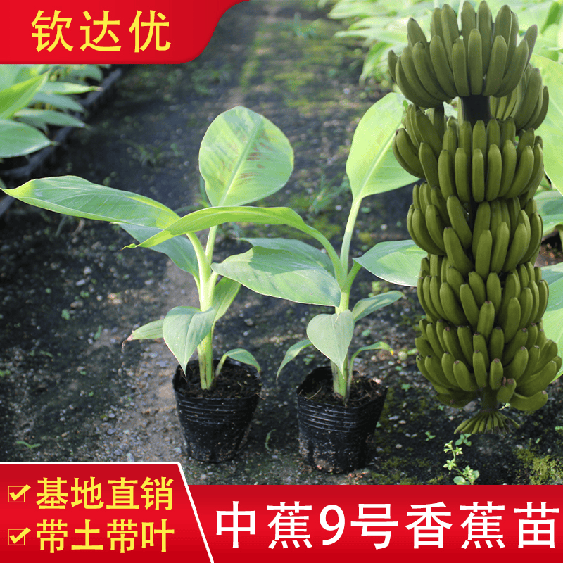 矮化当年结果四季盆栽地栽中蕉
