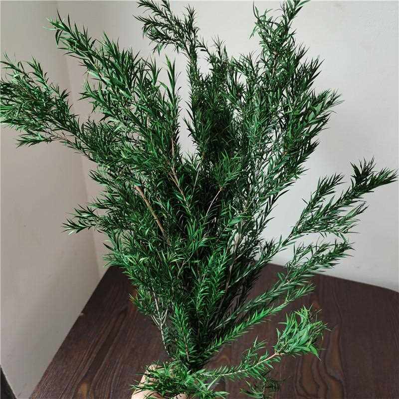 直销新款永生千层金干花礼盒真花叶子树枝配材北欧家居装饰干花装