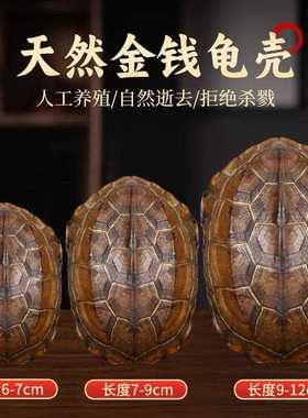 直销新款乾隆铜钱六爻摇卦工具算挂手把件家居摆件天然乌龟壳真龟