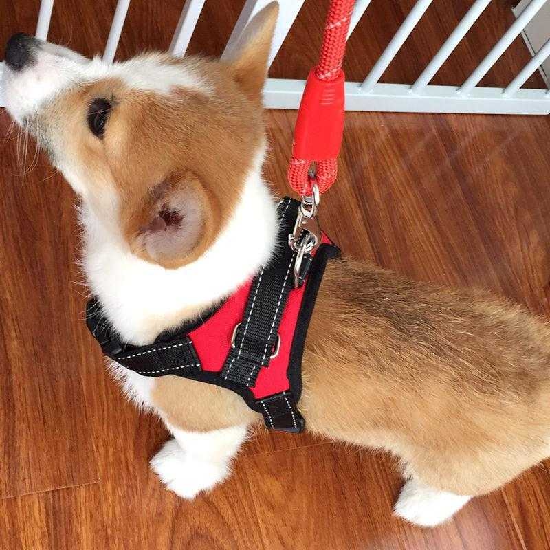 新款直销狗狗牵引绳金毛马犬哈士奇大中小型犬狗链子胸背带背心式