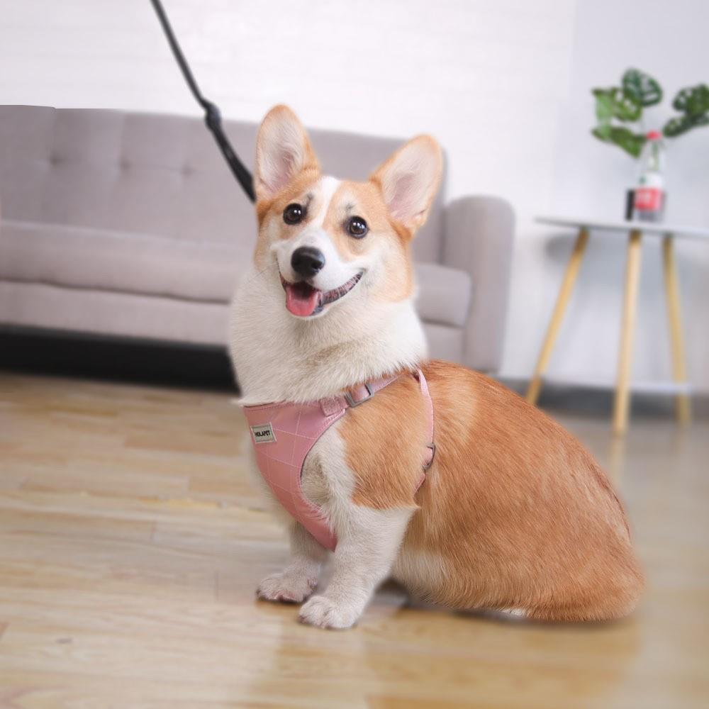 直销新款跨境新款狗狗牵引绳背心式胸背带反光透气遛猫绳狗绳子猫