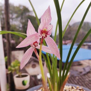 带花苞名贵春剑国兰老种兰花春剑新津胭脂阳台室内花卉盆栽植物