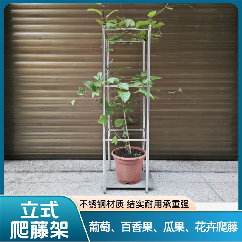 立式不锈钢葡萄爬藤架火龙果架月季百香果瓜果植物阳台楼顶种植架