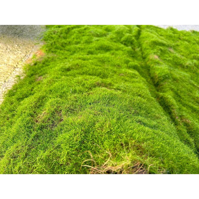 仿真苔藓植绒绿色假苔藓 青苔微景观盆景装饰材料 草坪草皮装饰品