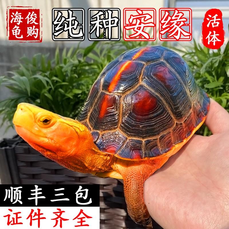 黄缘龟乌龟活物幼龟安缘龟苗闭壳龟网红宠物黄喉龟金钱龟乌龟