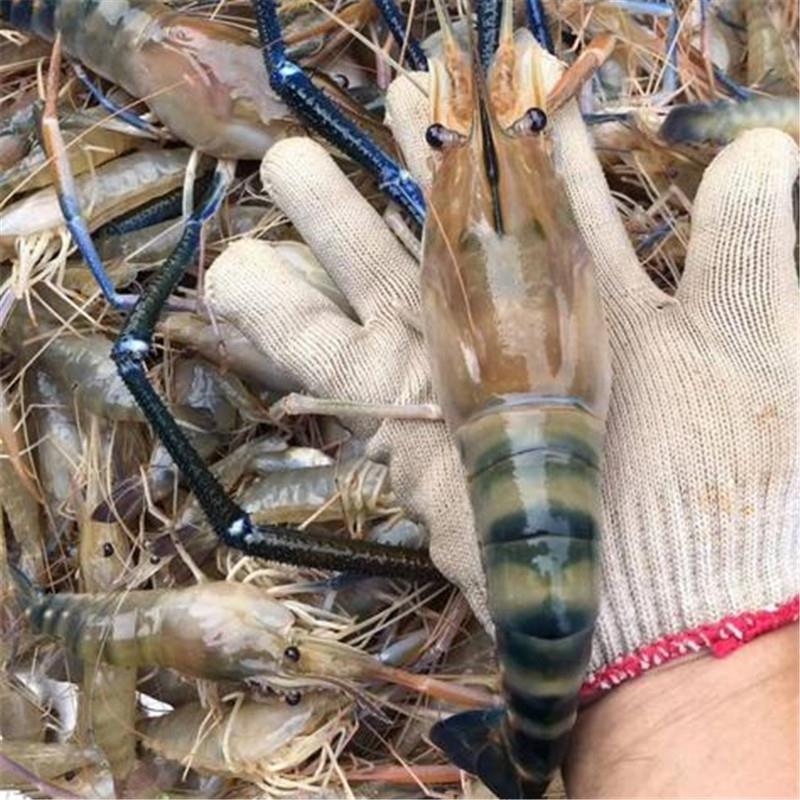 罗氏沼虾苗 淡水养殖观赏食用虾 罗氏虾苗 长臂大头虾苗