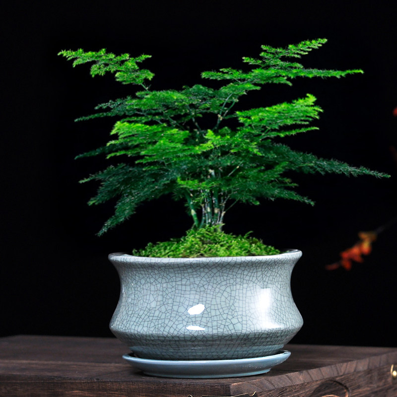 哥窑多肉蝴蝶兰专用花盆带托盘大小号陶瓷清仓简约吊兰绿植兰花盆,鲜花速递/花卉仿真/绿植园艺,花盆,淘宝优惠券,粉丝福利购,淘宝优惠卷