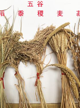 五谷杂粮稻黍稷j麦菽乔迁新居农作物装饰麦穗稻谷谷子小麦大豆黍