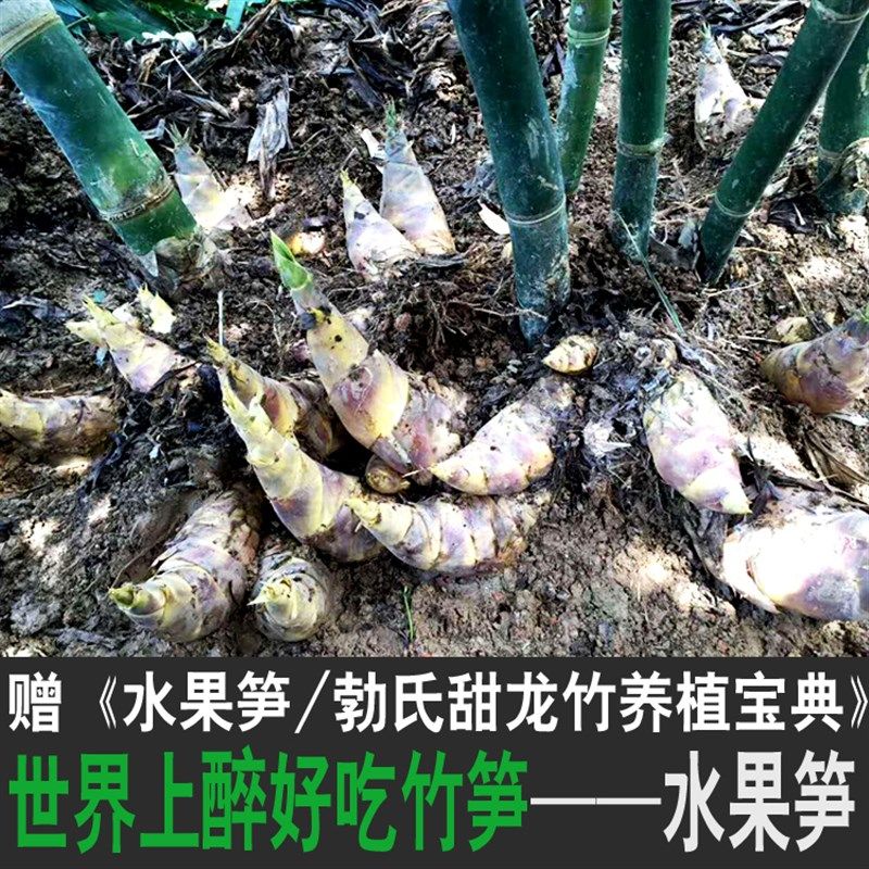 勃氏甜龙竹水果笋竹子苗曼歇甜龙甜竹笋种植苗竹有缘基地直销图片