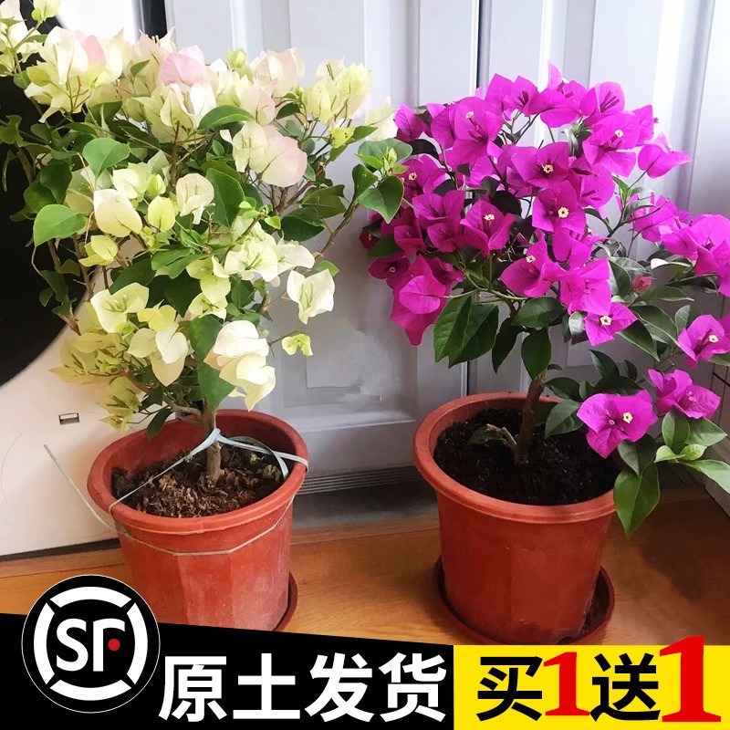 买1送1三角梅带花盆栽爬藤重瓣植物阳台庭N院树苗四季开花卉不断