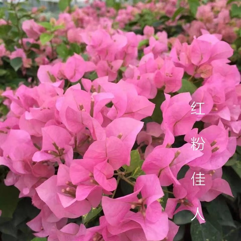 三角梅  红粉佳人扦插带盆小苗  喜阳 爬藤 喜阳