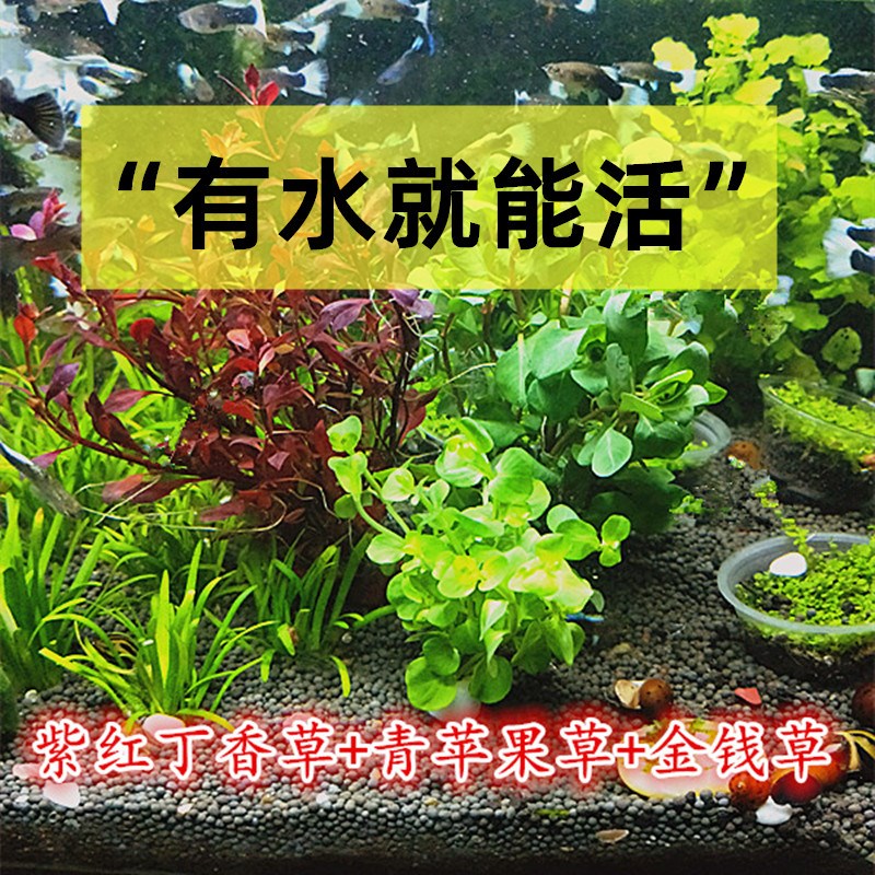 水草植物真草造景鱼缸水草绿菊红波观赏懒人莫斯树榕美观绿菊水草