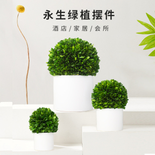 盆栽办公室桌面小绿植家居装 北欧球型好养易活植物室内u四季 饰摆