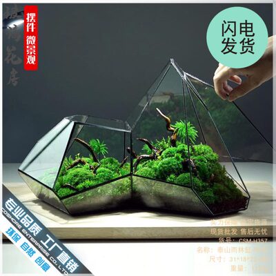 微景观苔藓雨林缸几何森林墙玻璃花房不规则生态多肉水草缸花盆
