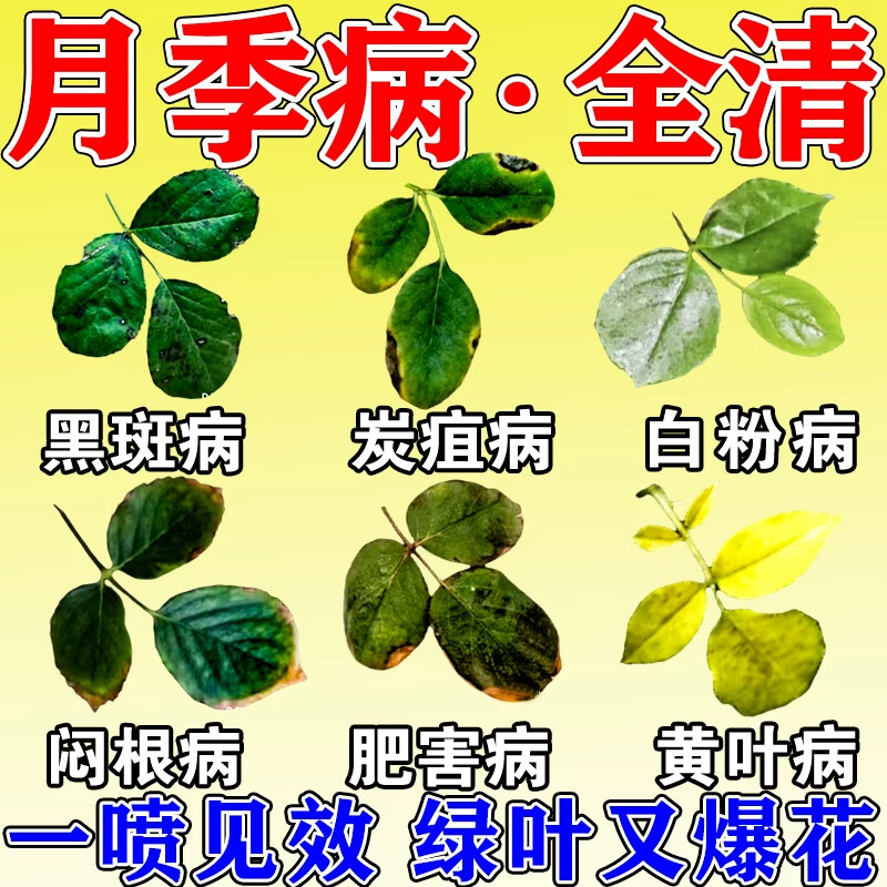 叶康灵月季花病虫害常用药叶子发黄叶黑斑玫瑰花白粉病专用防虫药图片