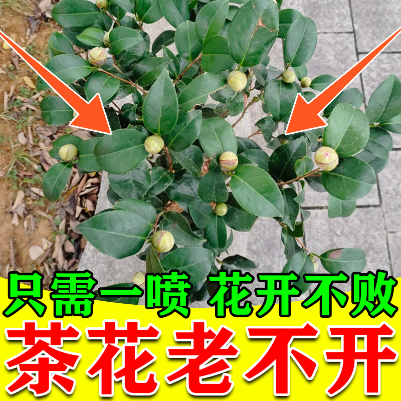 茶花速效开花素专用营养液催花快速开花爆花防掉苞黑斑黄叶专用肥,鲜花速递/花卉仿真/绿植园艺,家庭园艺肥料,淘宝优惠券,粉丝福利购,淘宝优惠卷