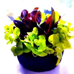 一点红水草净水增氧鱼缸造景装饰鱼龟虾藏匿处淡水X好养耐活新手