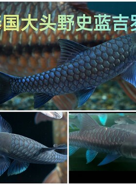 史氏蓝吉罗 野史蓝吉罗 老挝史氏蓝吉罗 老挝蓝吉罗 蓝吉罗 观赏