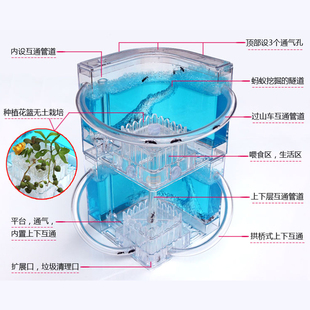 双层蚂蚁庄园蚂蚁工坊生态沙巢别墅蚂蚁生态箱农场送蚁后玩具礼物
