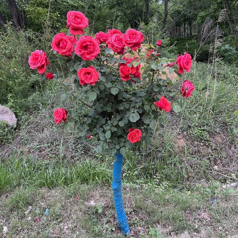树桩月季特大花庭院阳台高杆棒棒糖树状花L苗多色带花四季开花植