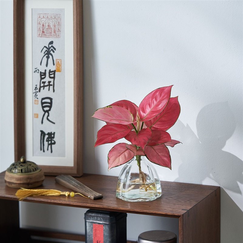 发财树水培植物室内客厅水养绿植花卉G办公室桌面四季好养活小盆