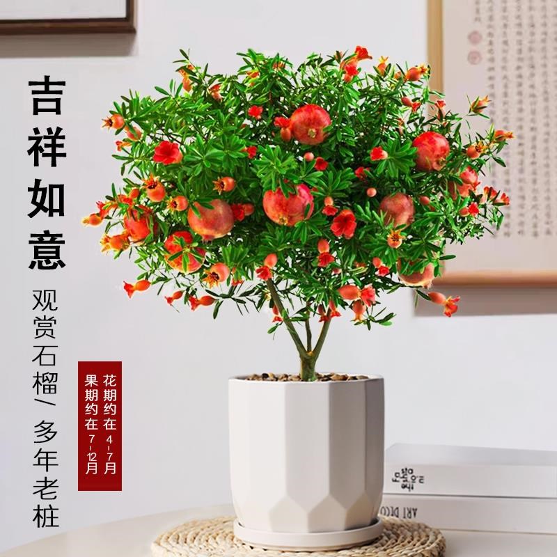 石榴花苗盆栽景带果发货s可食用植物室内花卉绿植年宵花四季开好