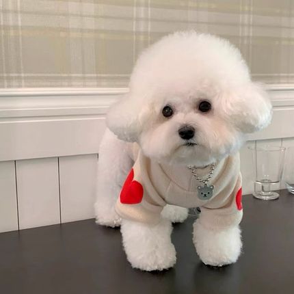 狗狗衣服宠物f秋冬款卫衣加厚保暖秋季冬装比熊泰迪博美小型幼犬