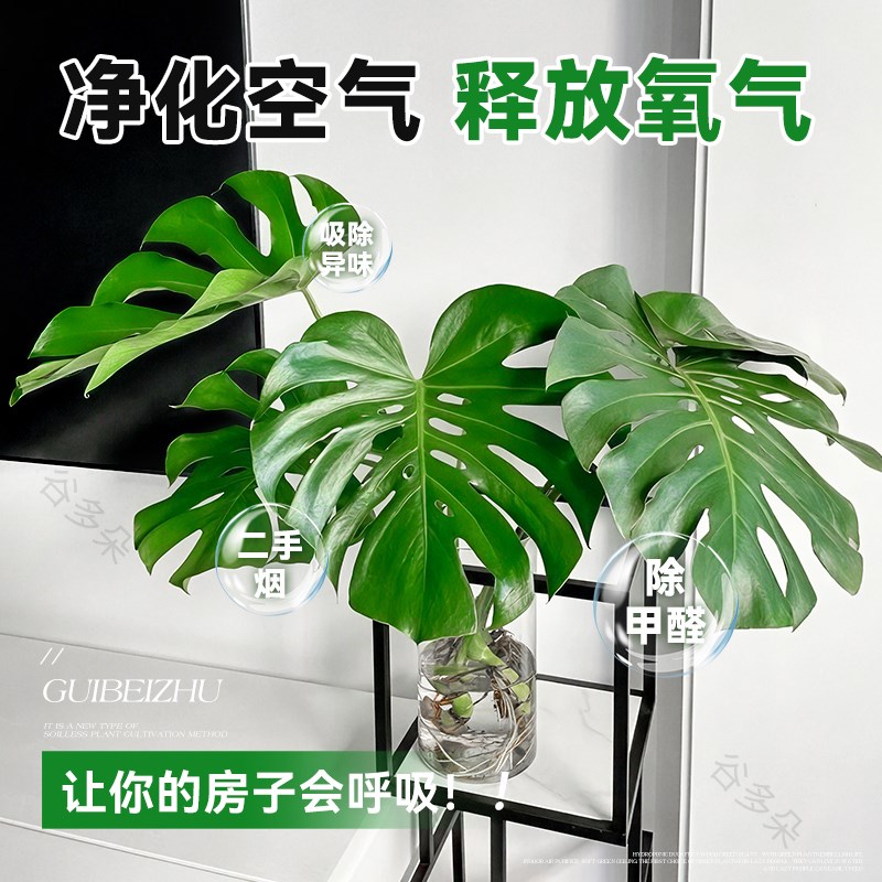 大叶龟背竹水培植物客厅t室内阳台好养活盆栽桌面水养绿植四季常