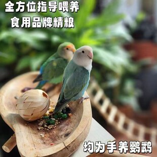 高端特色牡丹鹦鹉雏鸟活鸟适合手养的宠物亲人粘人活泼听话好喂养