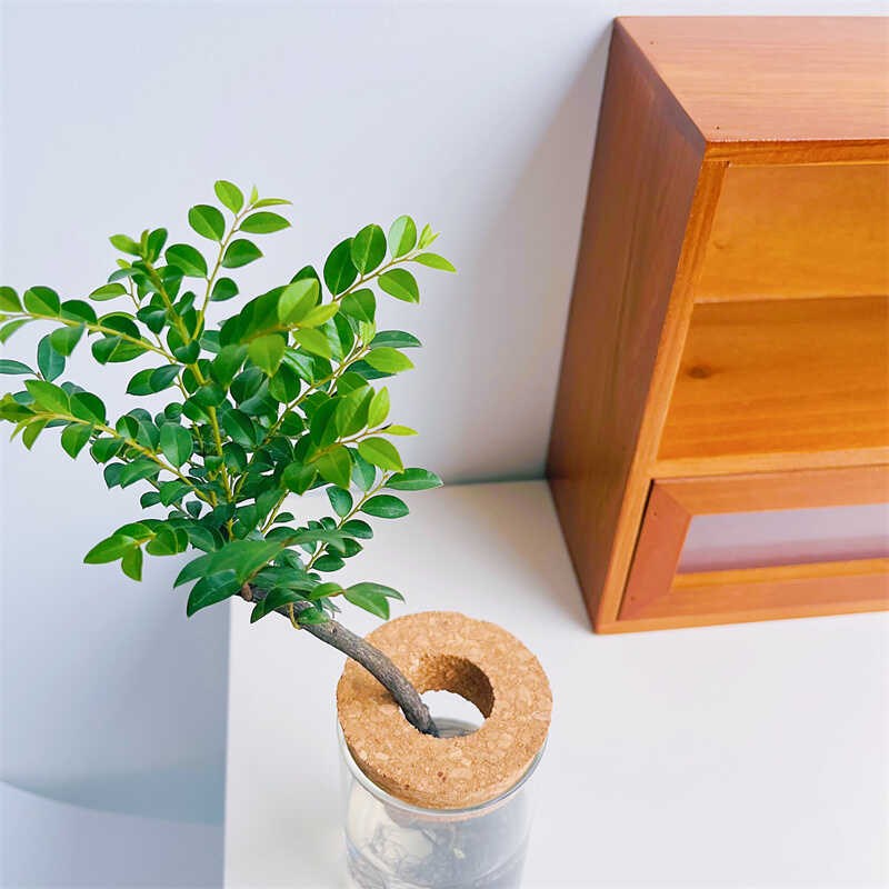 小叶紫檀水培植物名贵品种办公室内客厅桌面绿植花卉盆栽常青盆景