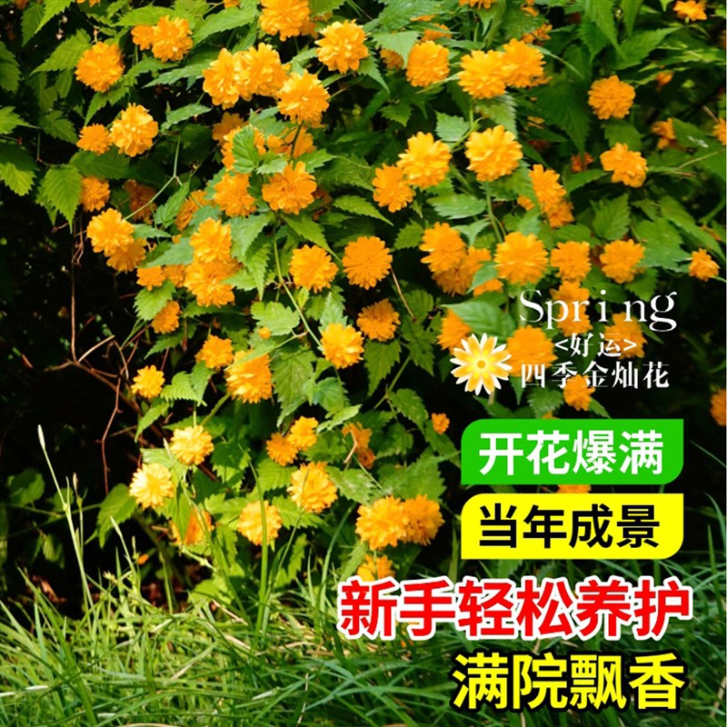 棣棠花重瓣花苗盆栽庭院室内外地栽爬藤植物耐寒攀援花卉四季开花