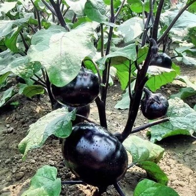 高产茄子秧苗多种紫长茄子苗黑长茄苗紫圆茄苗盆栽阳台种植蔬菜