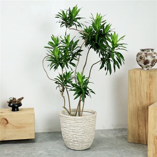 花盆轻奢高级感北欧特大号口径孟加拉榕百合竹绿植盆栽镁泥侘寂风