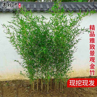 不剪头景观金竹绿竹紫竹苗罗汉竹子盆栽耐寒竹子苗庭院四季青植物