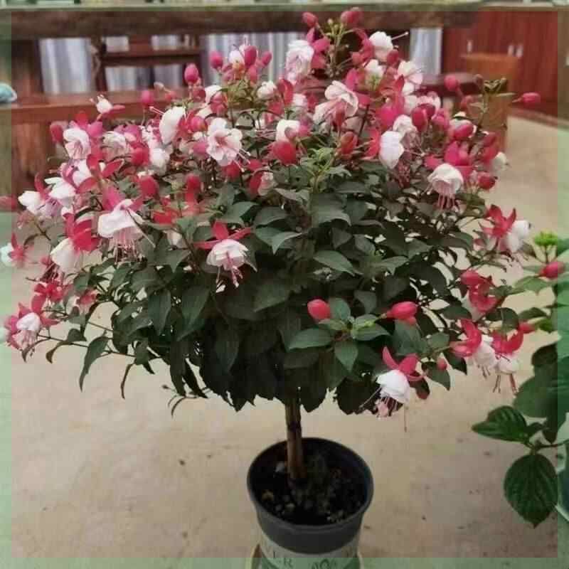 【买一发二】倒挂金钟盆栽老桩大灯笼花盆景花卉大全重瓣懒人室内图片
