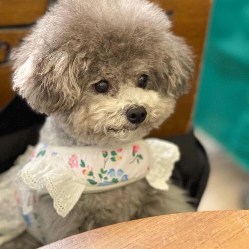 速发外比胸小型犬透气网眼熊背带 马尔济斯风出