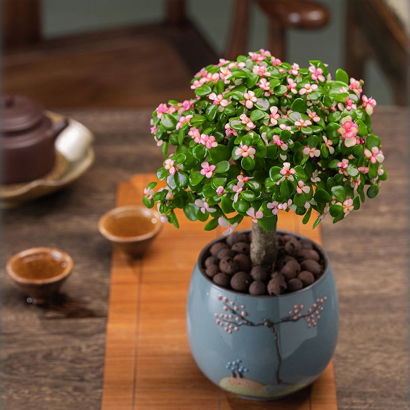 速发金老玉叶枝桩盆景绿植室内花卉盆栽多肉植物客厅好养四季开造