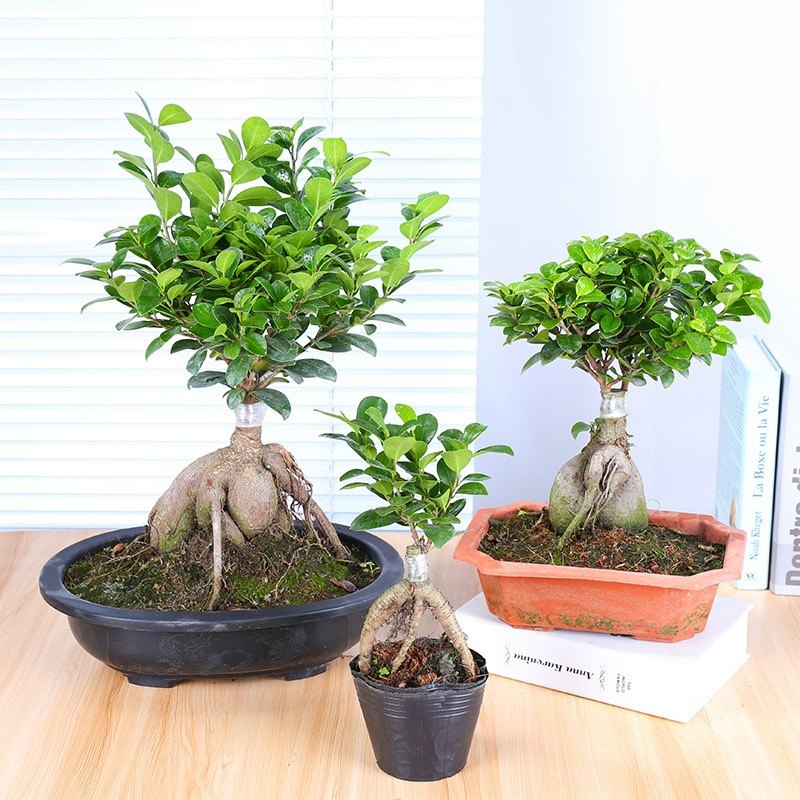 速发四季常青耐寒榕树造型树绿盆景苗室内植物人参榕小叶榕树盆栽