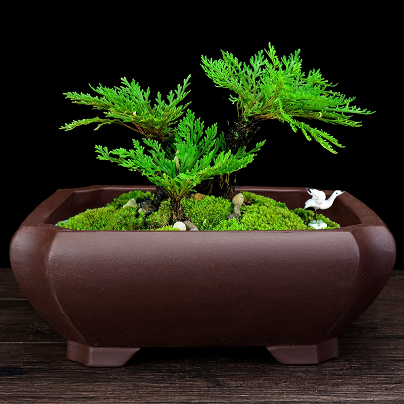 紫砂花盆精品四方签筒长方形客厅盆景盆老桩榕树室内假山文竹包邮