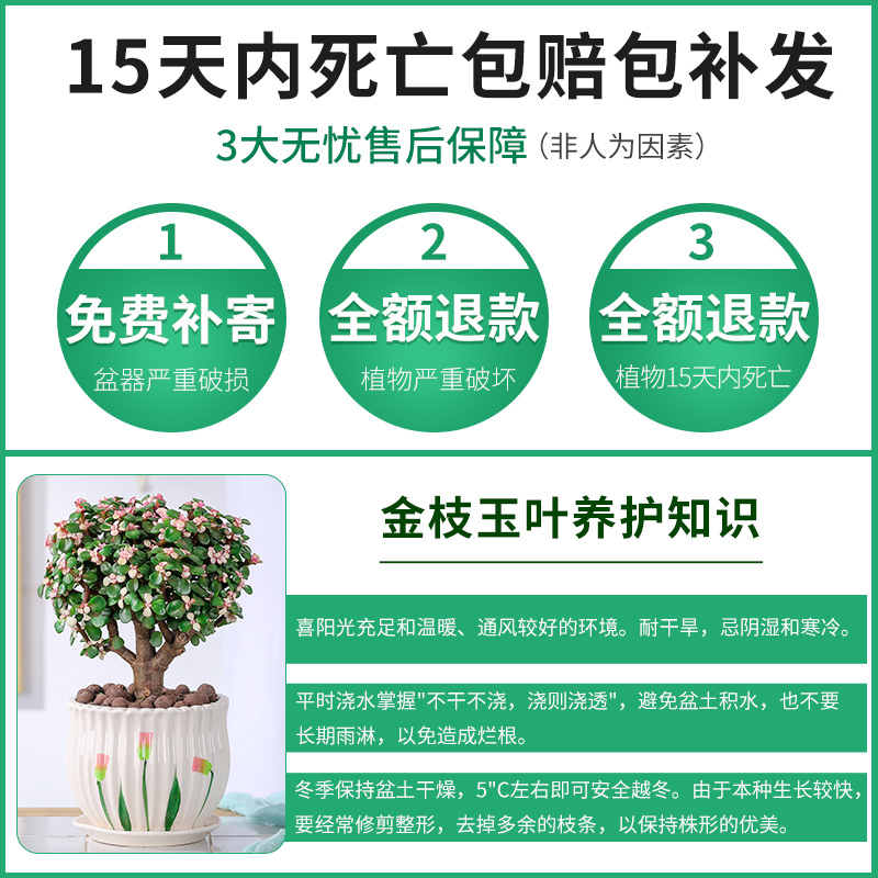 金枝玉叶盆栽老桩造型多肉植物室内花卉雅乐之舞稀有品种肉肉盆景