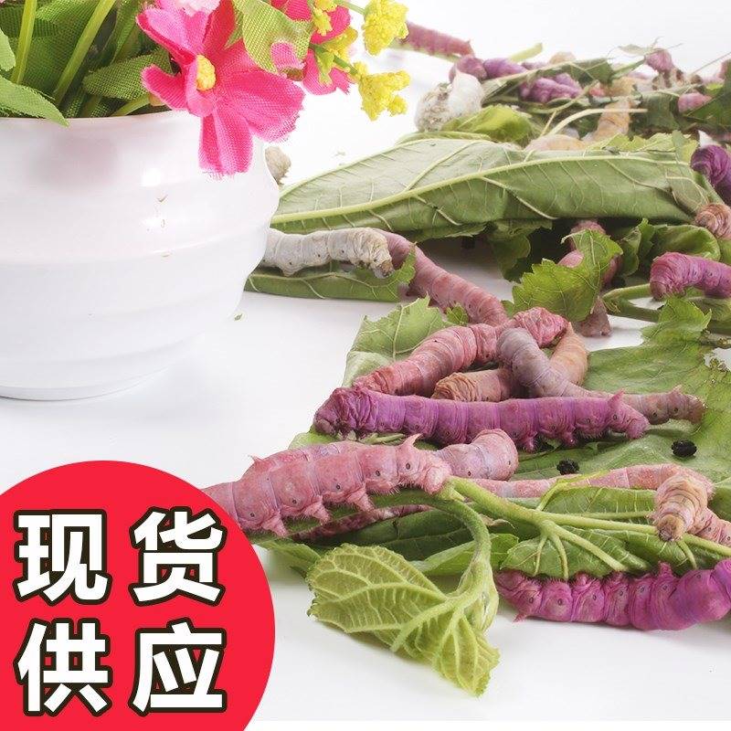 速发蚕卵家蚕春蚕活物蚕12龄蚕宝宝彩色蚕学生养蚕套装桑蝉卵蚕子