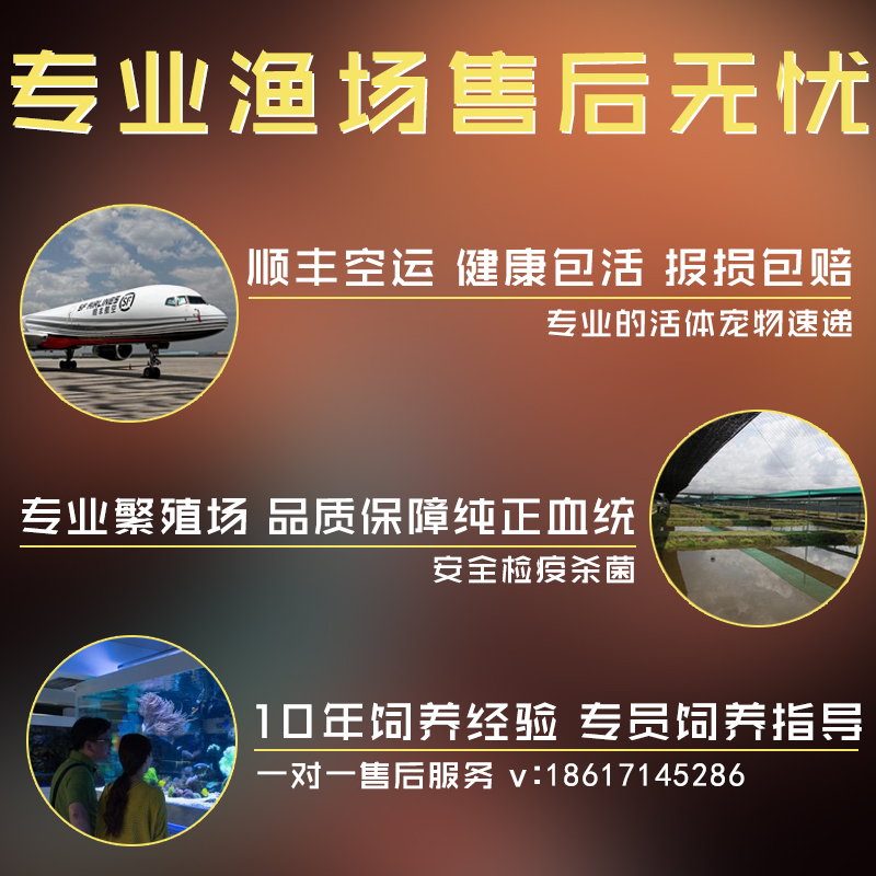 速发虎鱼活鱼泰国虎鱼泰虎苏门答腊虎印尼四纹三纹虎鱼苗观赏龙鱼