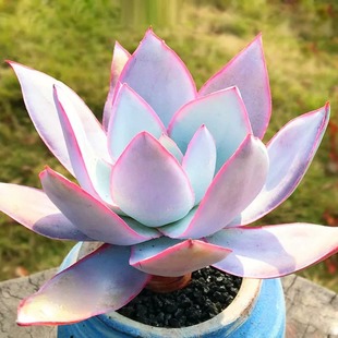 速发超粉多肉广寒宫多肉蓝大晚霞超光伯克利锦白物瑰植玫薄叶三仙