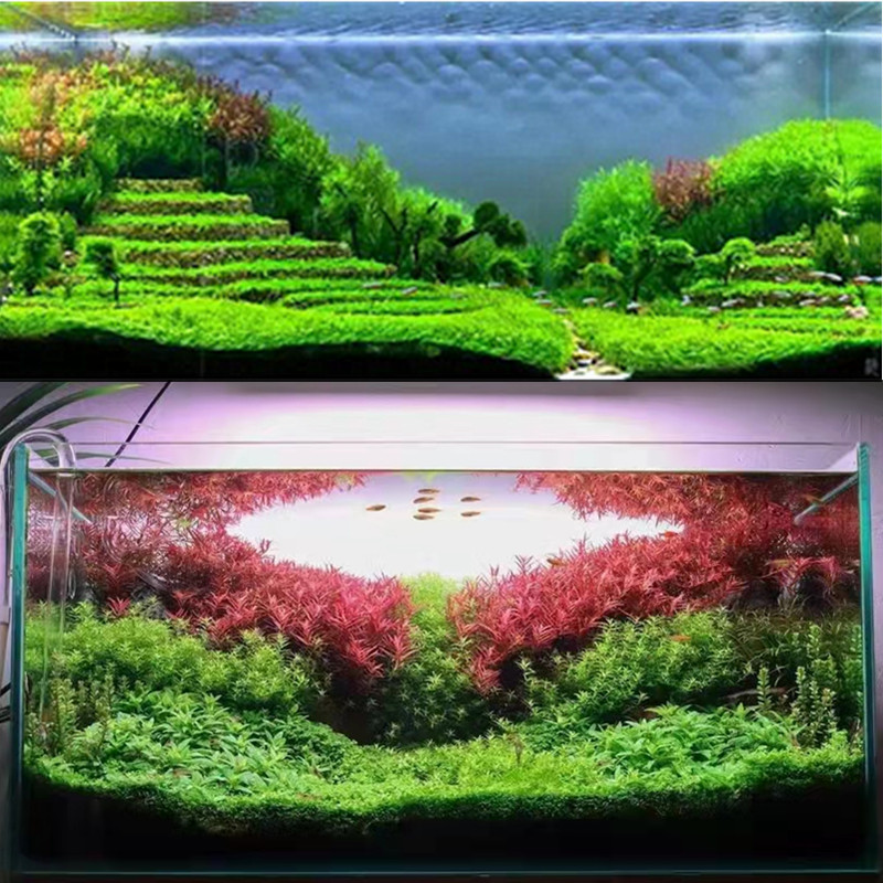 速发水草套餐四季趴地矮珍珠养鱼草缸水草迷你造景