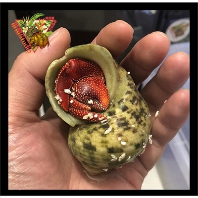 新品 陆地寄居蟹迷你宠物蟹宠X物寄居蟹热 淡水宠物 草莓寄居蟹