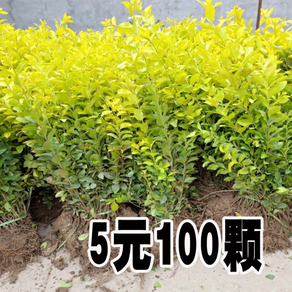 金叶女贞树苗小叶女贞工程绿化苗北方观叶常绿灌木庭院绿篱色块苗