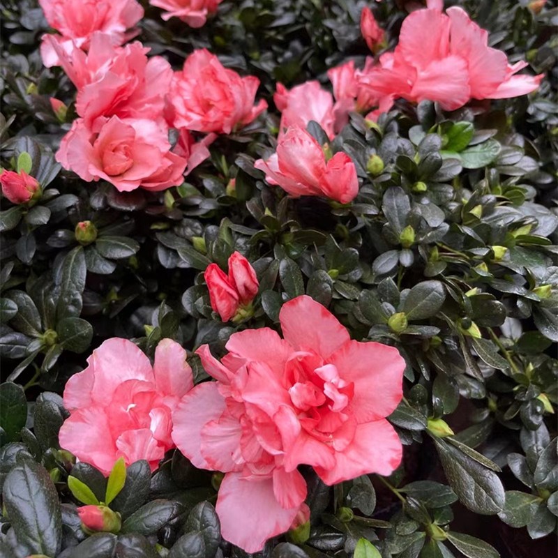 杜鹃花盆栽映山红花苗四季开花不断庭院阳台室内绿植易养花卉植物