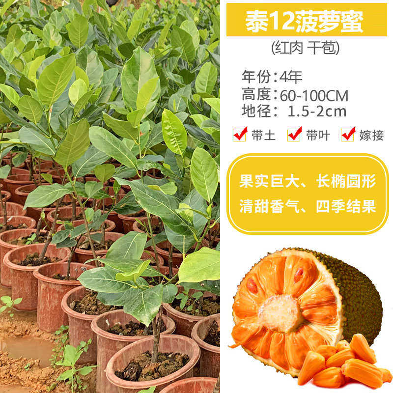 菠萝蜜苗树苗果苗嫁接苗木菠萝苗马来西亚1号黄肉红肉地盆栽包邮