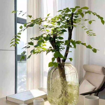 【下单立减30】新鲜切枝室内水培绿植好养活叶枝居家软装hp36