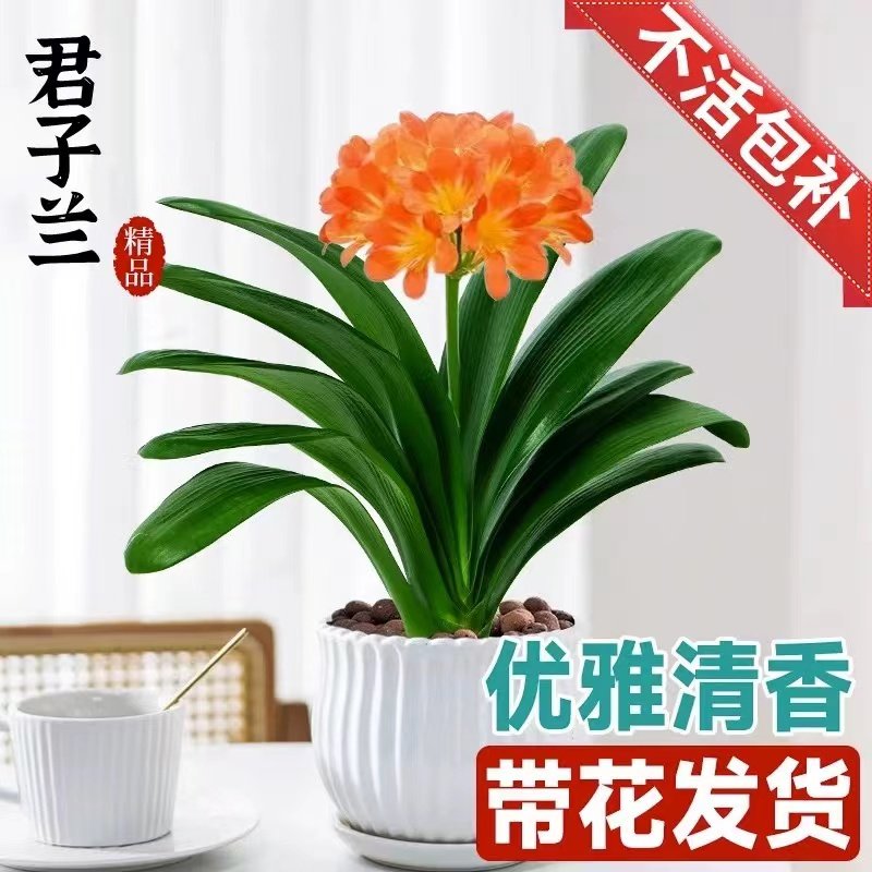 速发绿子季盆室内桌面红色君子兰花客厅花卉君植四兰易活好养植物
